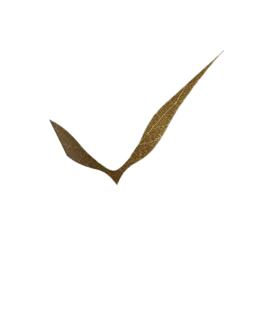 IT Luxuoso - Luxury web design agency Martinique & Caribbean